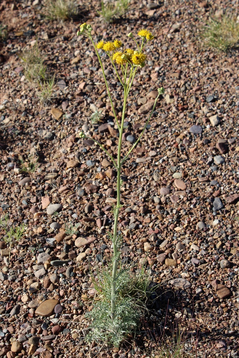 Hymenopappus flavescens var. canotomentosus