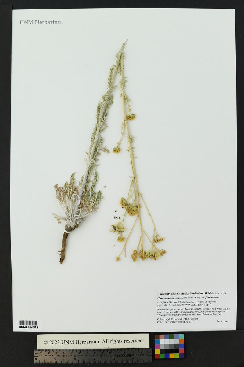 Hymenopappus flavescens var. flavescens