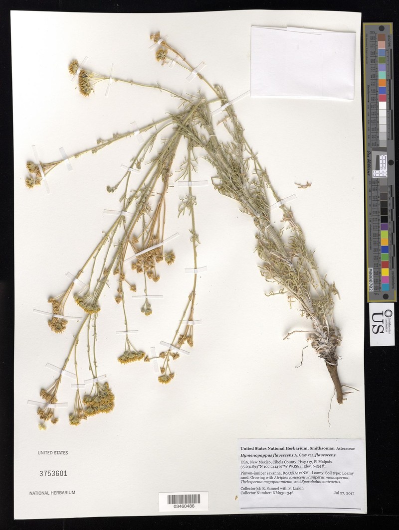 Hymenopappus flavescens var. flavescens photo 2
