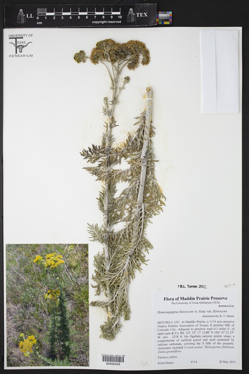 Hymenopappus flavescens var. flavescens photo 3