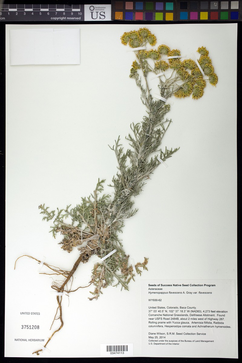 Hymenopappus flavescens var. flavescens