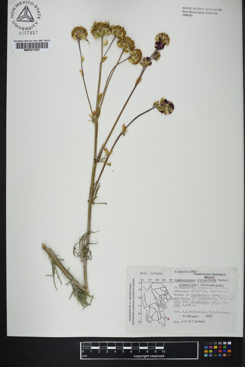 Hymenopappus hintoniorum