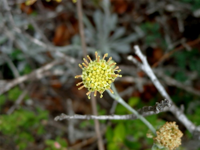 Mexican Woollywhite photo 2