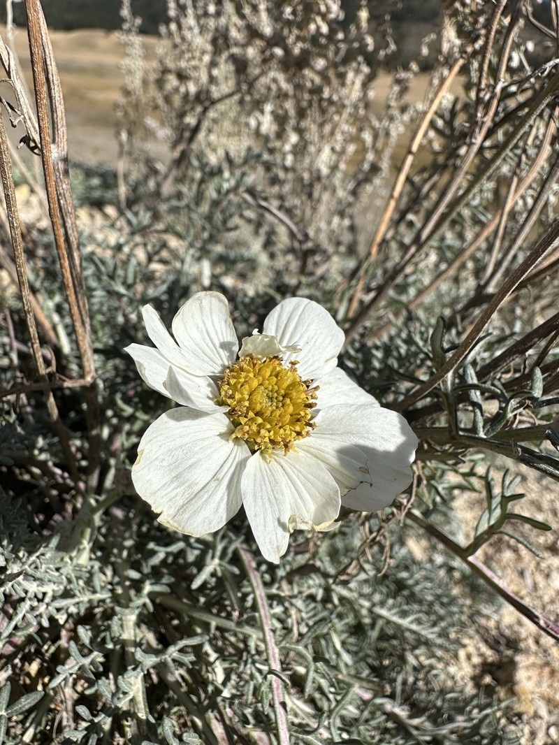 Newberry's Hymenopappus