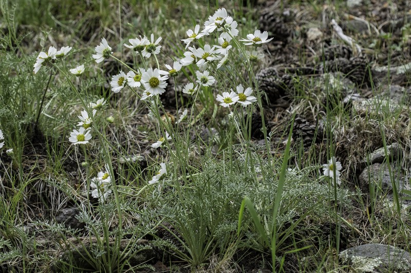 Newberry's Hymenopappus