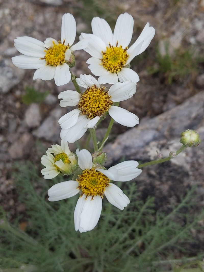 Newberry's Hymenopappus photo 2