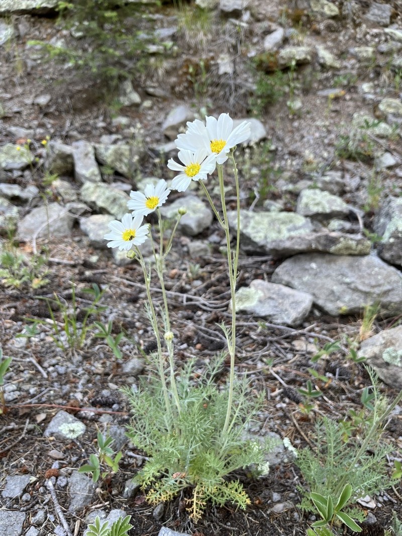 Newberry's Hymenopappus photo 3