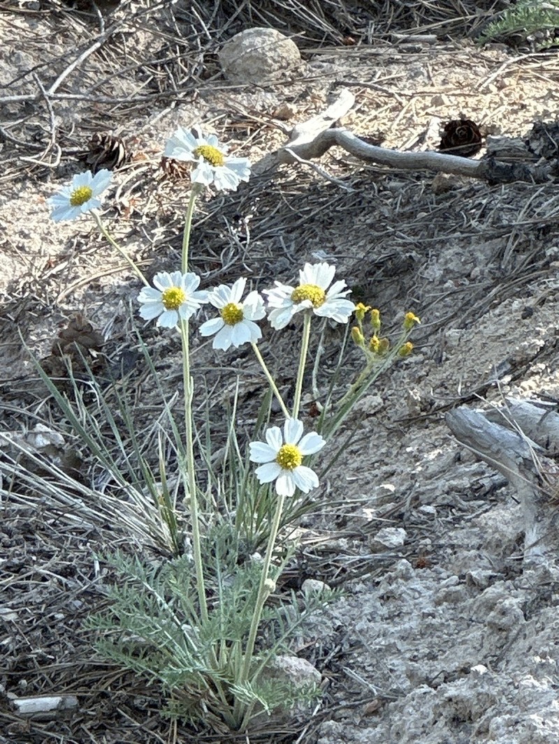 Newberry's Hymenopappus photo 4