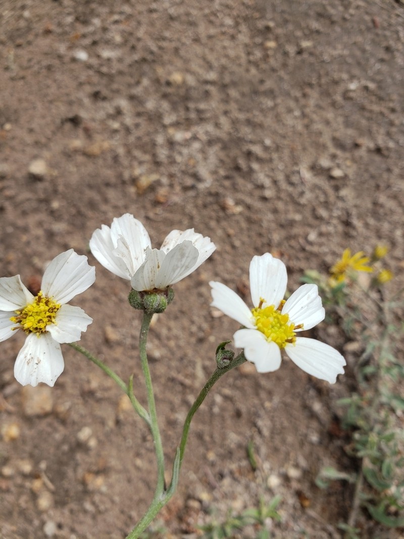 Newberry's Hymenopappus photo 5