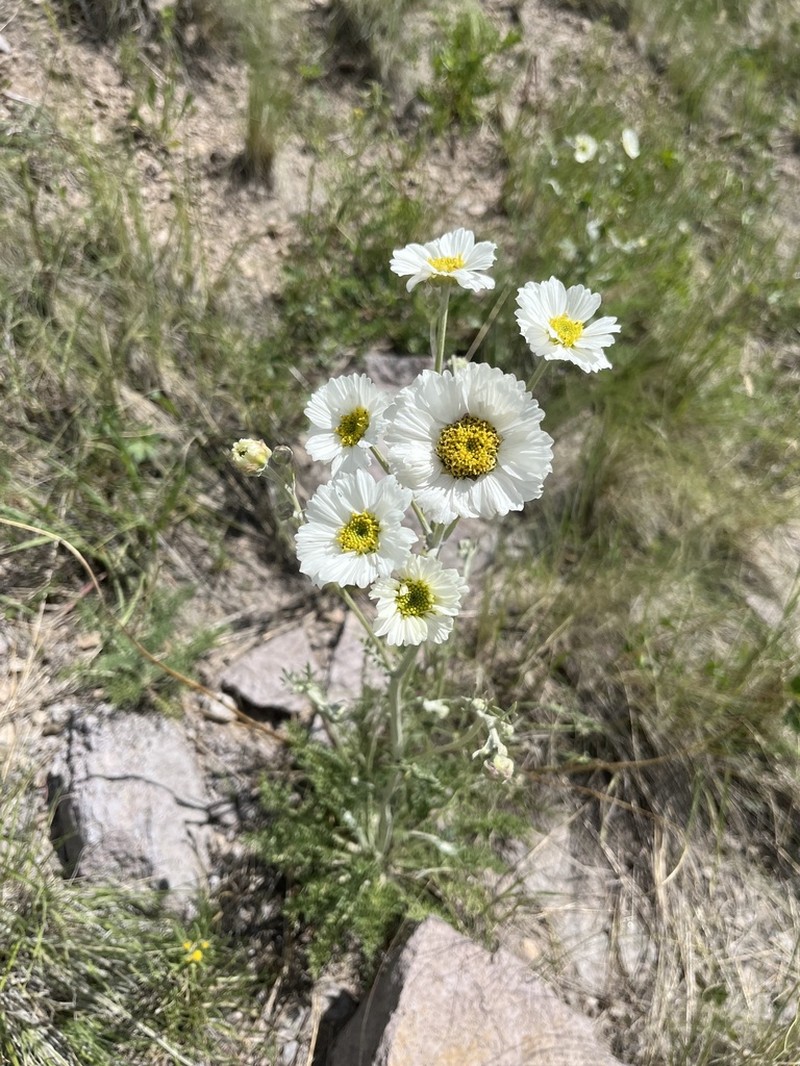 Newberry's Hymenopappus photo 6