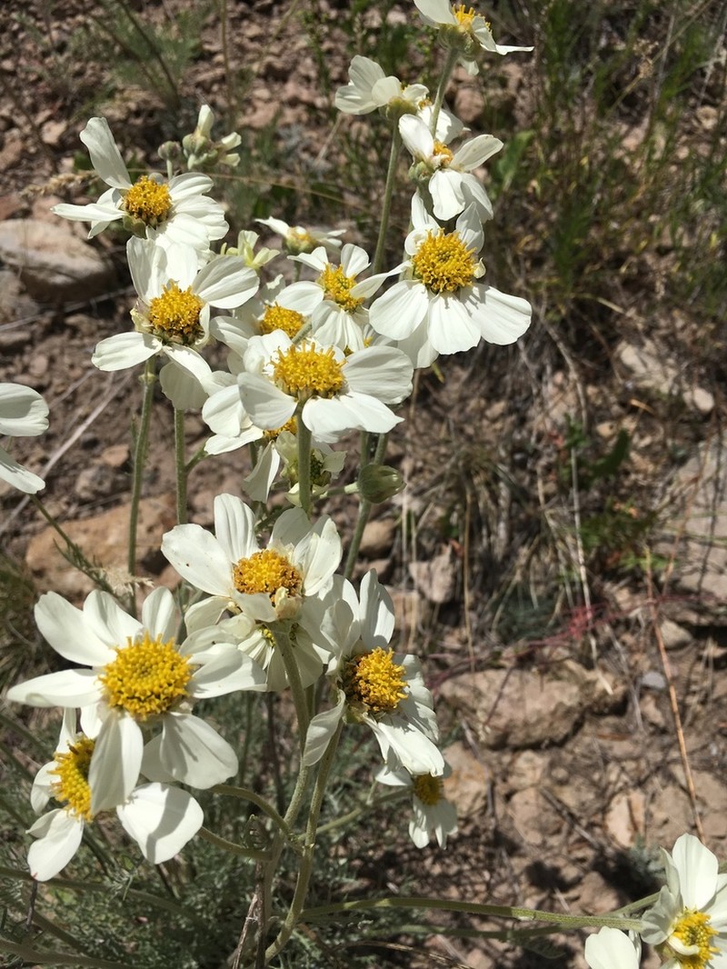 Newberry's Hymenopappus photo 7