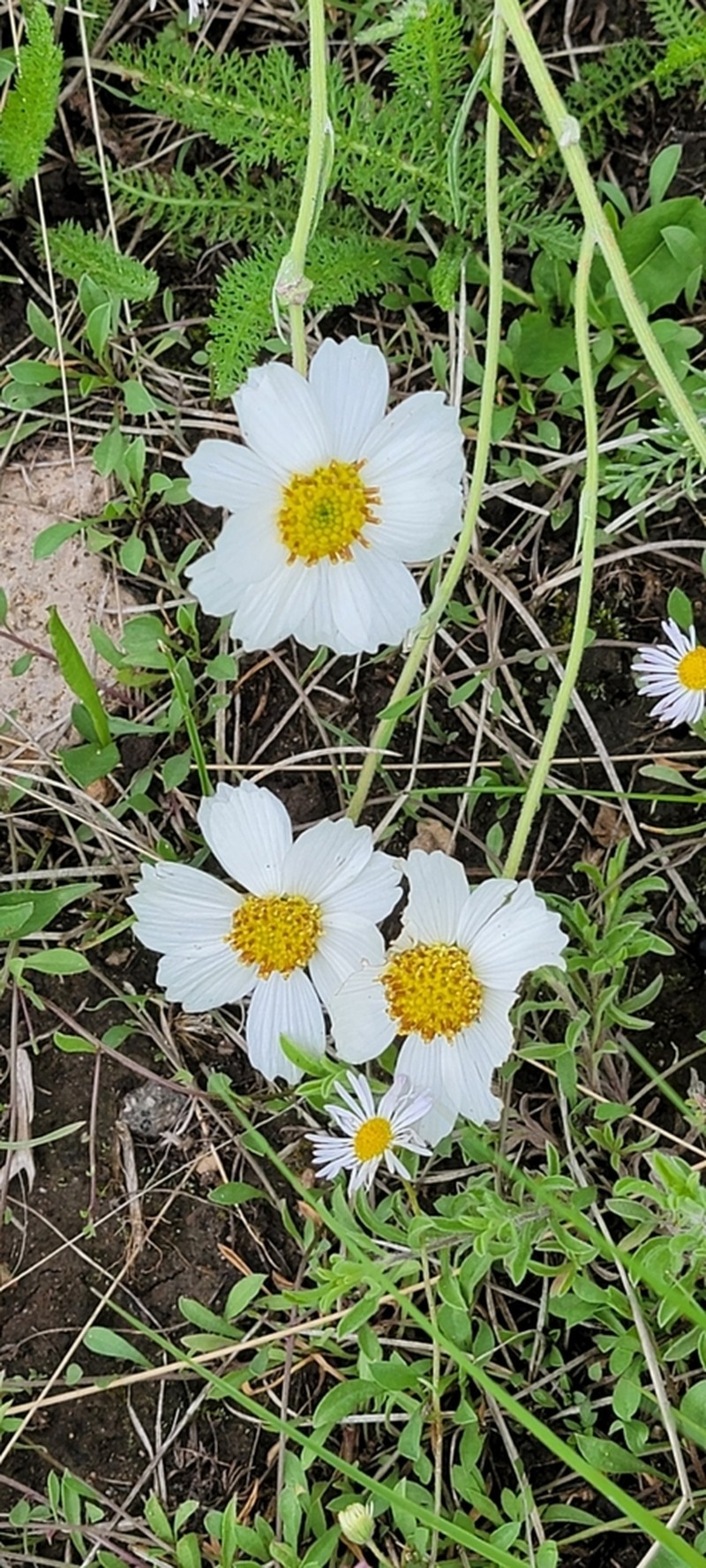 Newberry's Hymenopappus photo 8
