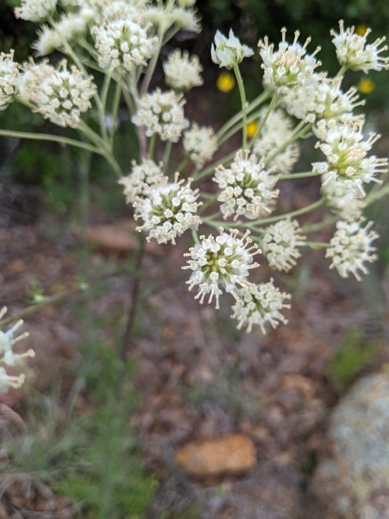 Carolina Woollywhite photo 3