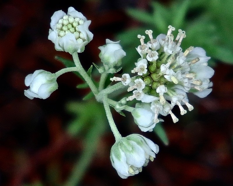 Carolina Woollywhite photo 4