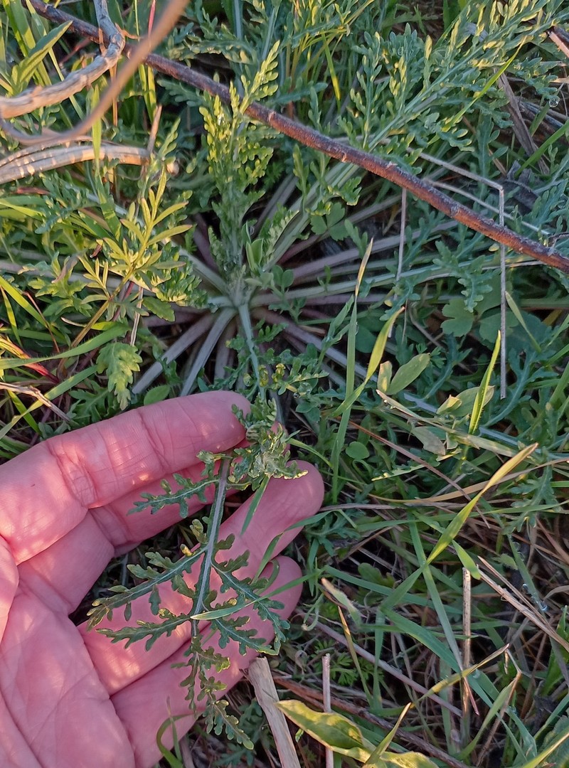 Hymenopappus scabiosaeus var. corymbosus