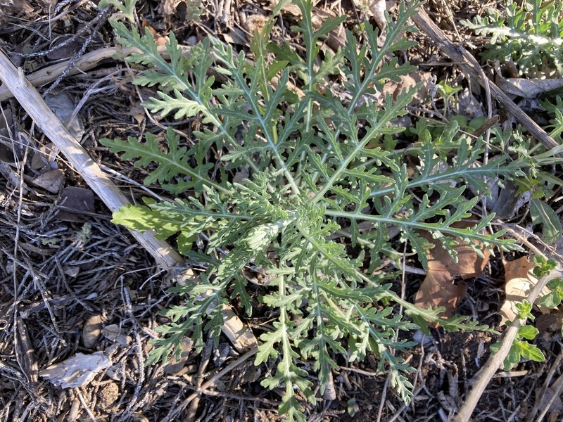 Hymenopappus scabiosaeus var. corymbosus photo 2