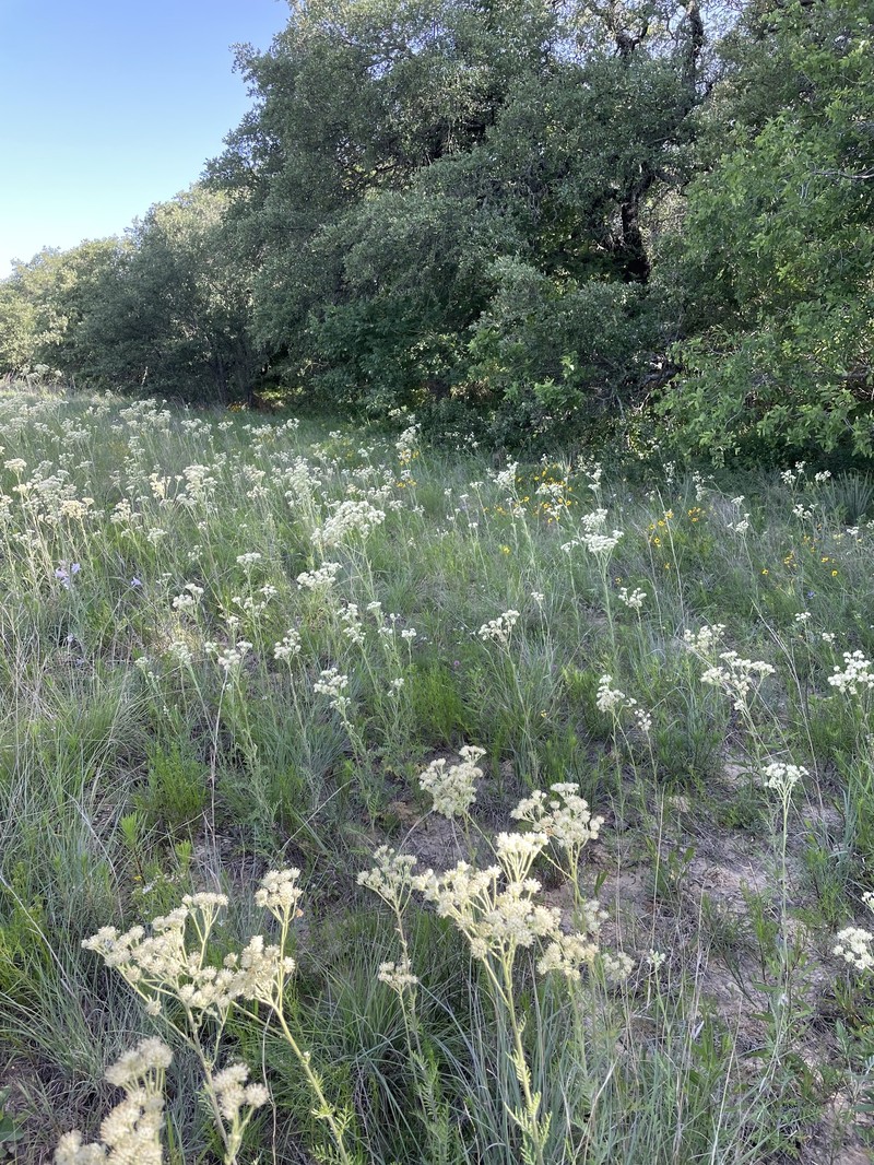 Hymenopappus scabiosaeus var. corymbosus photo 3
