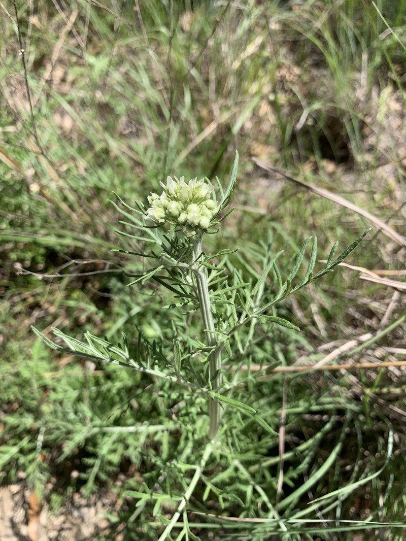 Hymenopappus scabiosaeus var. corymbosus photo 4