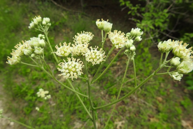 Hymenopappus scabiosaeus var. corymbosus photo 5