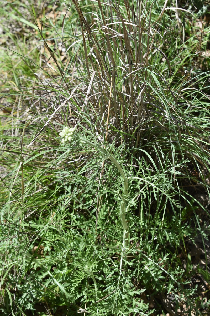 Hymenopappus scabiosaeus var. corymbosus photo 6