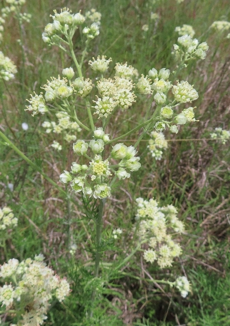 Hymenopappus scabiosaeus var. corymbosus photo 7