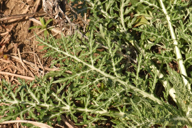 Hymenopappus scabiosaeus var. corymbosus photo 8