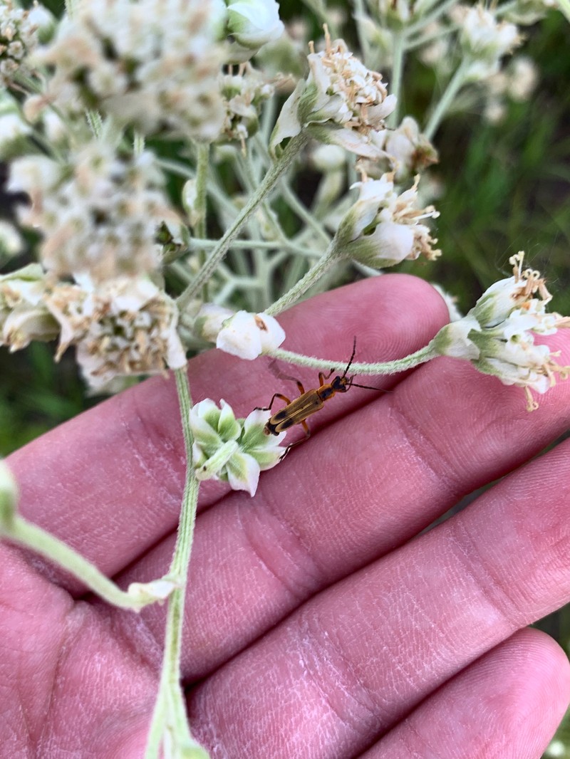 Hymenopappus scabiosaeus var. scabiosaeus photo 2