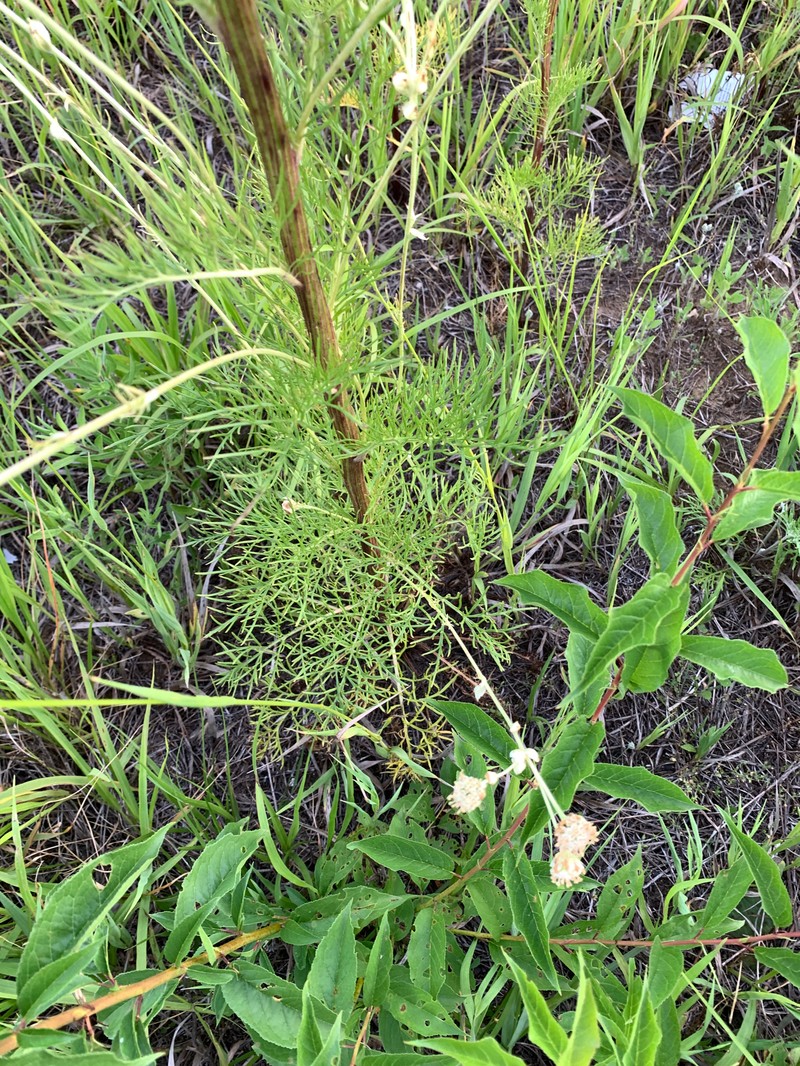 Hymenopappus scabiosaeus var. scabiosaeus photo 3