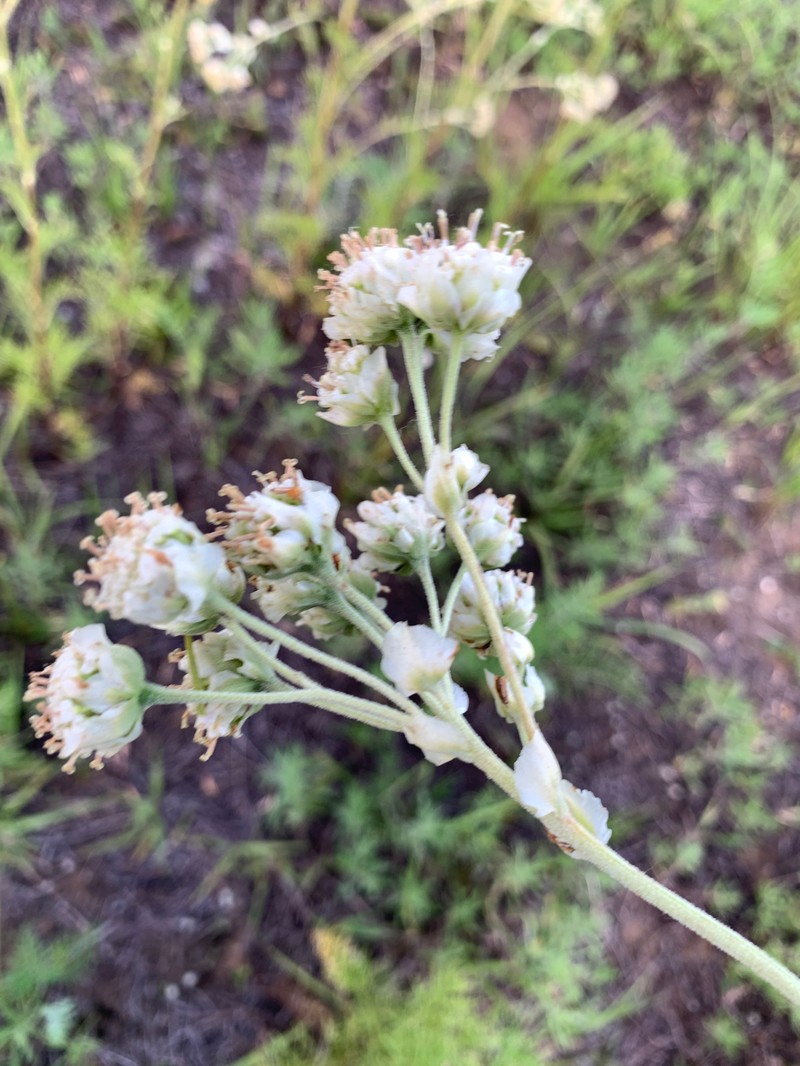 Hymenopappus scabiosaeus var. scabiosaeus photo 4