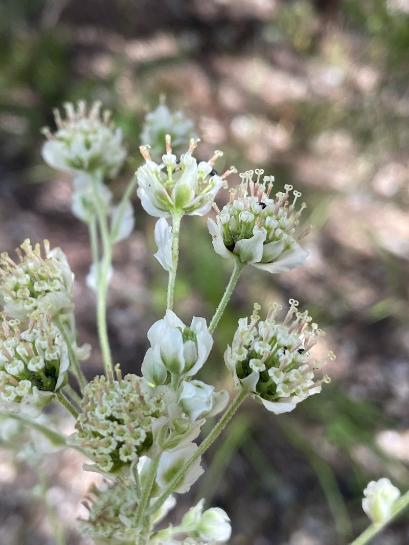 Hymenopappus scabiosaeus var. scabiosaeus photo 5