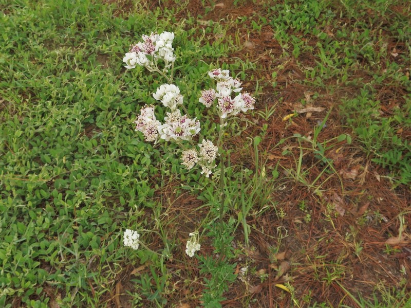 Hymenopappus scabiosaeus var. scabiosaeus photo 6