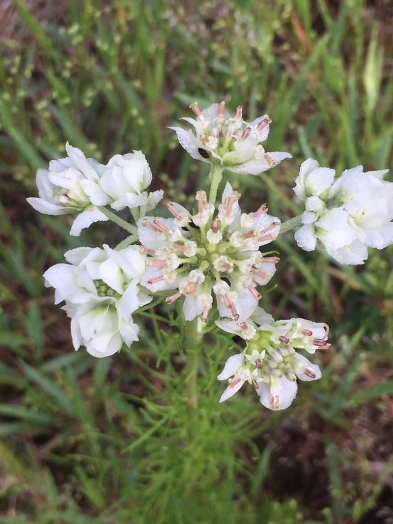 Hymenopappus scabiosaeus var. scabiosaeus photo 8