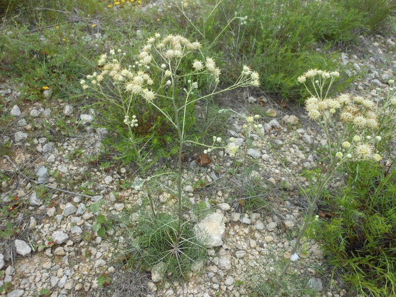 Chalk Hill Hymenopappus