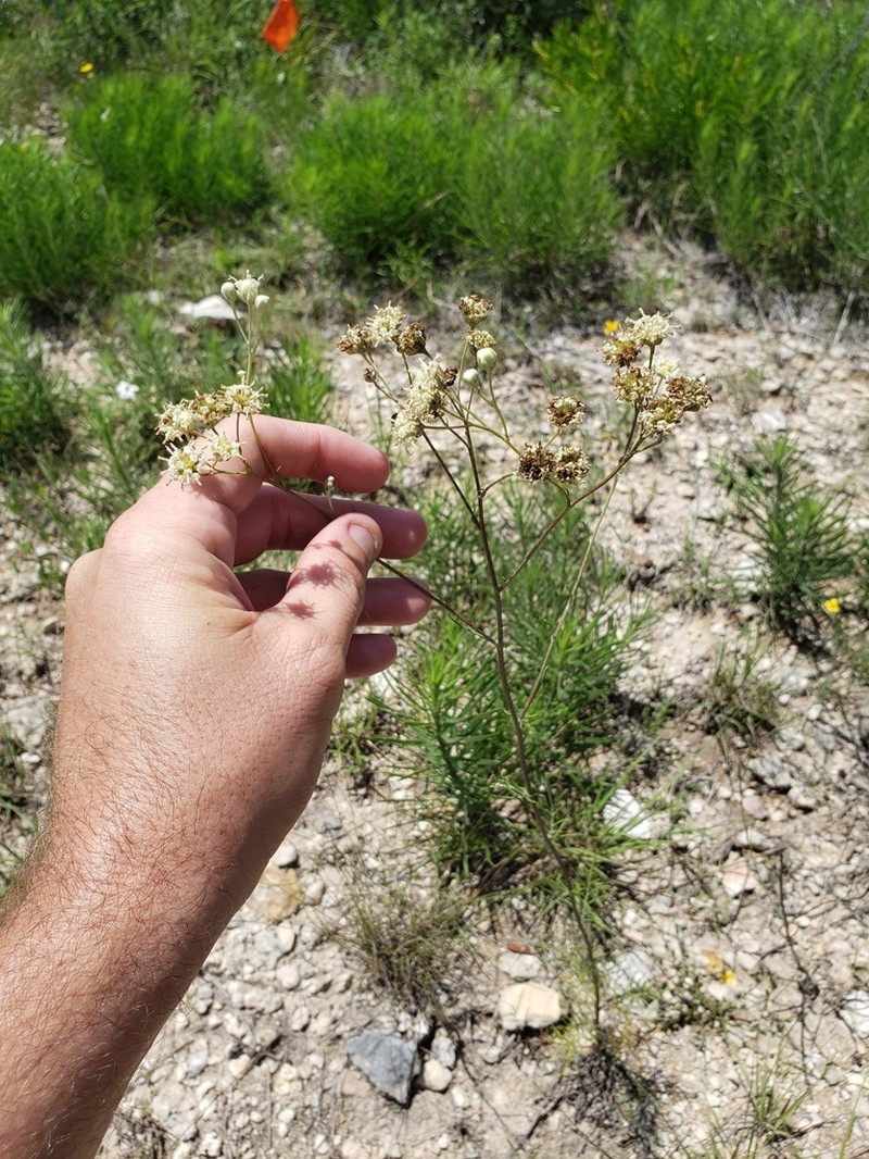 Chalk Hill Hymenopappus photo 2