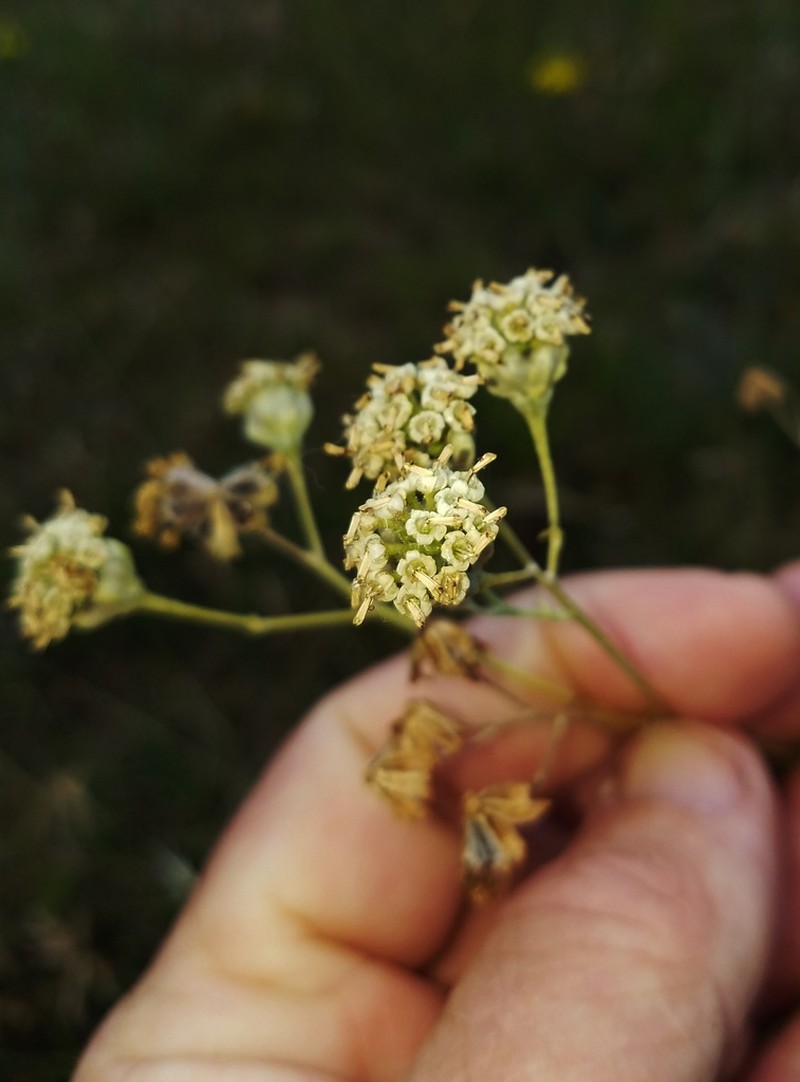 Chalk Hill Hymenopappus photo 3