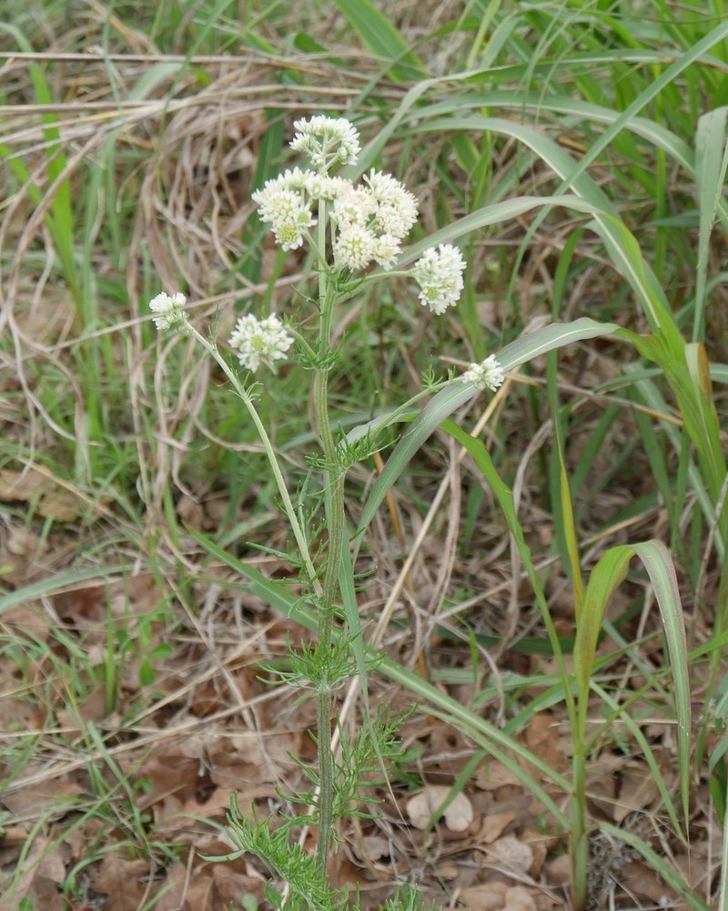 Chalk Hill Hymenopappus photo 4