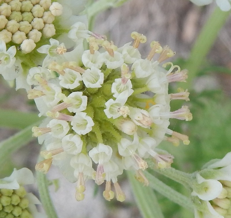 Chalk Hill Hymenopappus photo 5