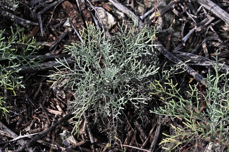 Chalk Hill Hymenopappus photo 6