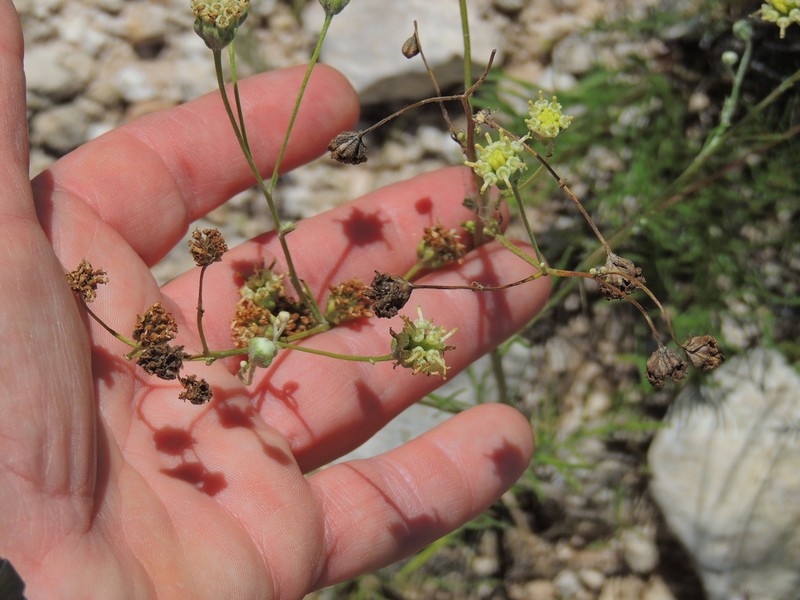 Chalk Hill Hymenopappus photo 8
