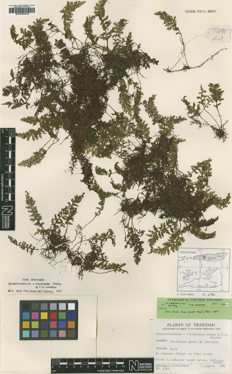 Hymenophyllum × tucuchense