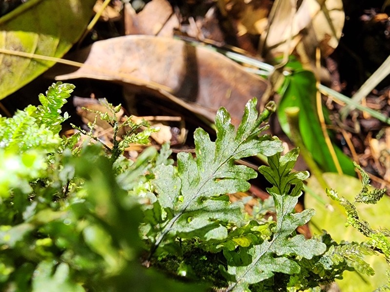 Hymenophyllum abruptum photo 2
