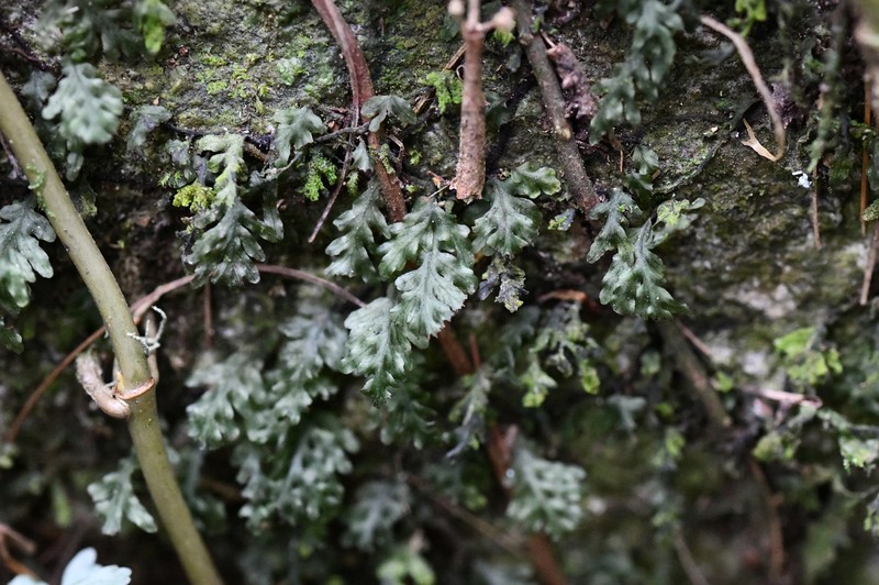Hymenophyllum abruptum photo 3