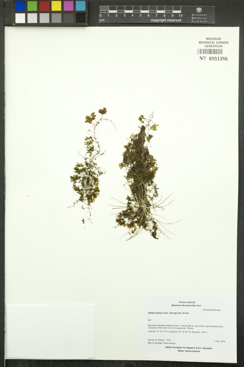 Hymenophyllum abruptum photo 5