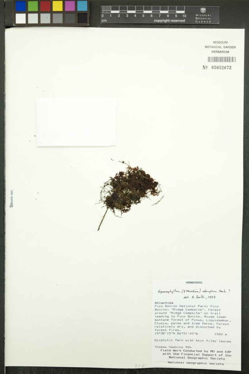 Hymenophyllum abruptum photo 6