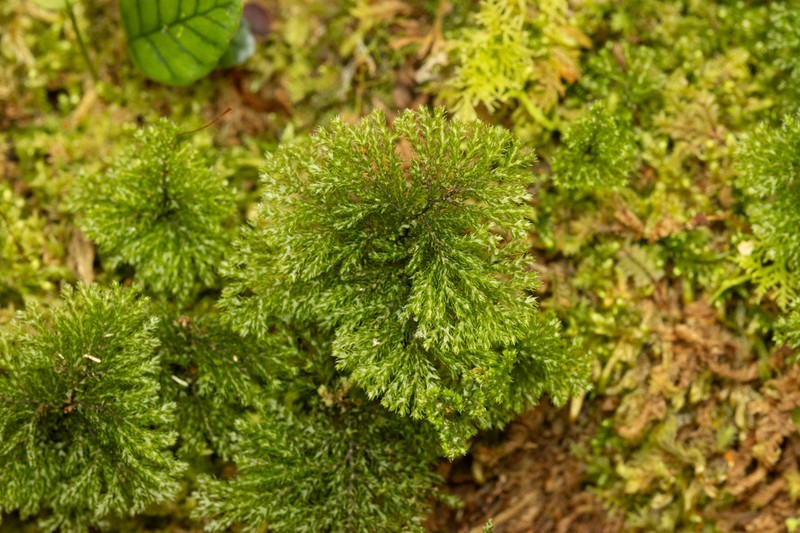 Hymenophyllum acanthoides