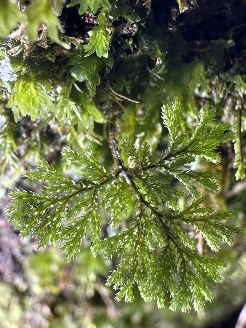 Hymenophyllum acanthoides photo 2