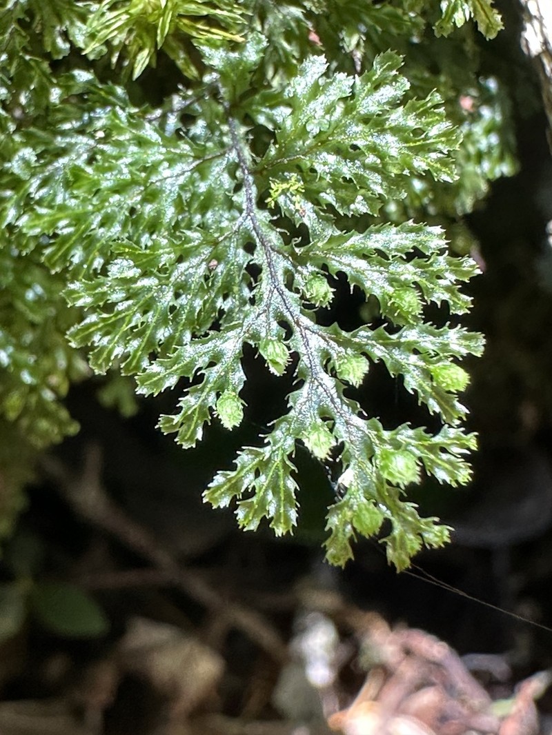 Hymenophyllum acanthoides photo 3