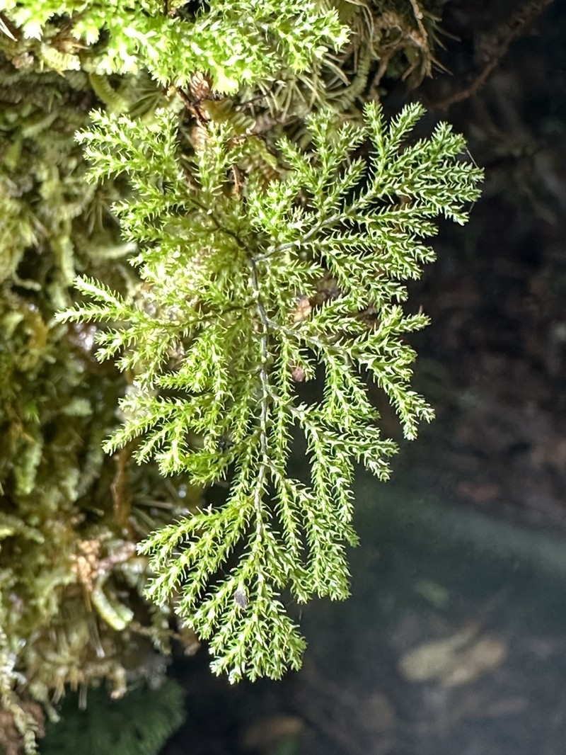 Hymenophyllum acanthoides photo 4