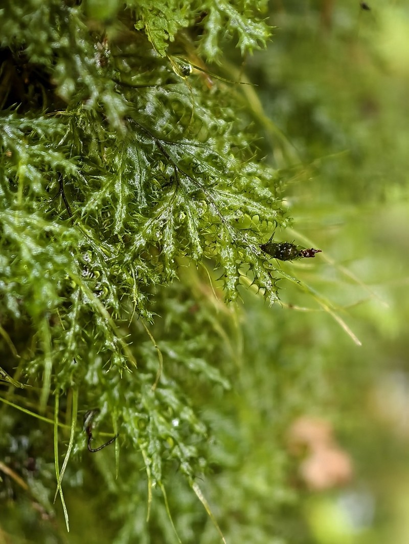 Hymenophyllum acanthoides photo 5