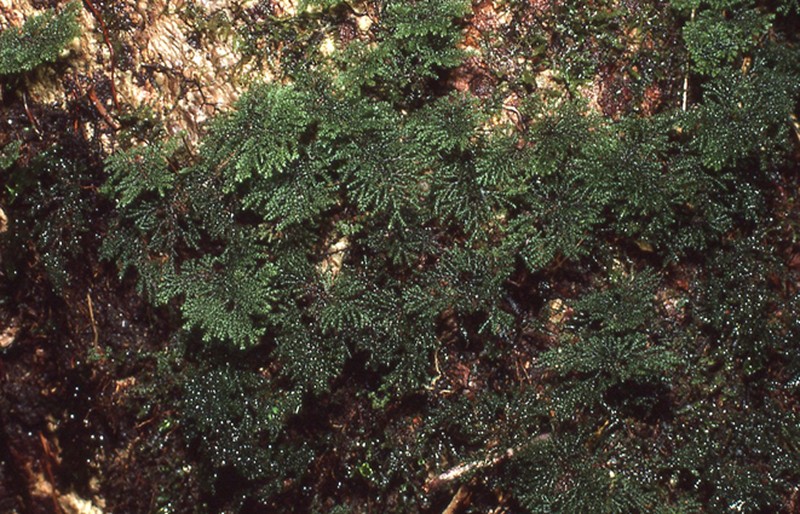 Hymenophyllum acanthoides photo 6